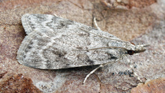 Scoparia ambigualis