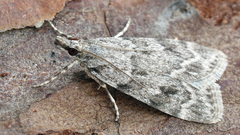 Scoparia ambigualis