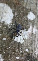 Aegorhinus suturalis