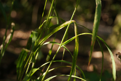 Hordelymus europaeus