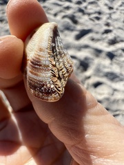 Lamarcka imbricata