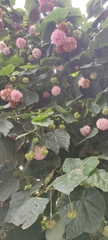 Dombeya × cayeuxii