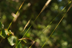 Hordelymus europaeus