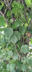 Dombeya × cayeuxii