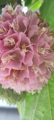 Dombeya × cayeuxii