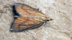 Nascia cilialis