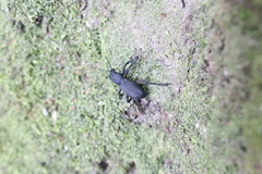 Aegorhinus suturalis