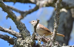 Phacellodomus sibilatrix