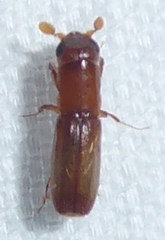 Euplatypus compositus