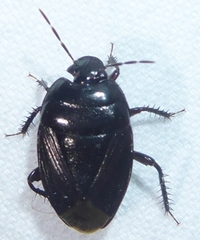 Pangaeus