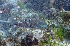 Pseudolabrus luculentus