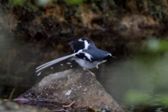 Enicurus schistaceus