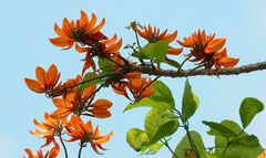 Erythrina variegata