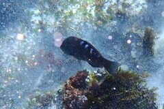 Pseudolabrus luculentus