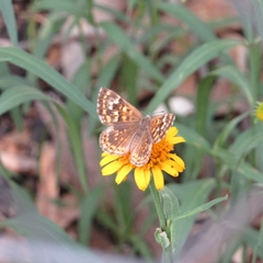 Aricoris indistincta