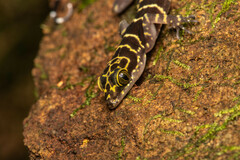 Cyrtodactylus consobrinus
