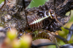 Oxyrhachis
