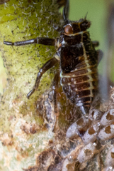 Oxyrhachis