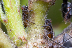 Oxyrhachis