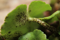 Umbilicus rupestris