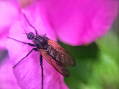 Empis