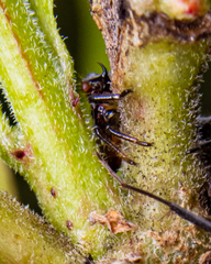 Oxyrhachis