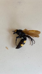 Megascolia maculata flavifrons