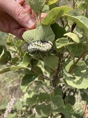 Lophostethus dumolinii