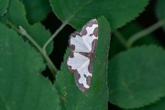 Lomaspilis marginata