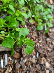 Stellaria media