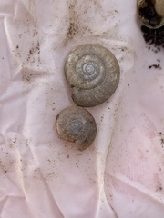 Zonitidae
