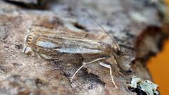 Crambus ericella