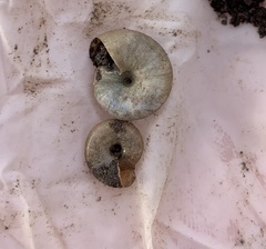Zonitidae