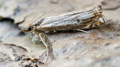 Crambus ericella