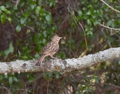 Coryphistera alaudina