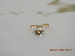 Euphlyctis cyanophlyctis