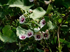 Ipomoea amnicola