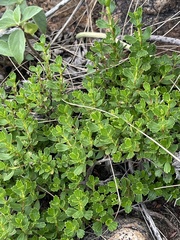 Myrothamnus flabellifolius