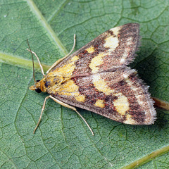 Pyrausta aurata