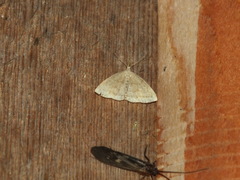 Pechipogo strigilata