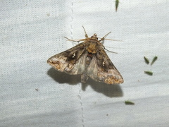 Autographa pulchrina