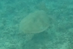 Chelonia mydas