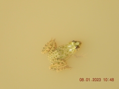 Euphlyctis cyanophlyctis