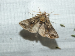 Autographa pulchrina
