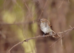 Cnemotriccus fuscatus