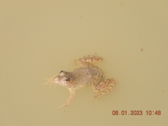 Euphlyctis cyanophlyctis