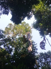 Balakata baccata
