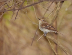 Cnemotriccus fuscatus