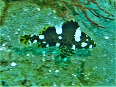 Epinephelus maculatus