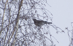 Turdus pilaris